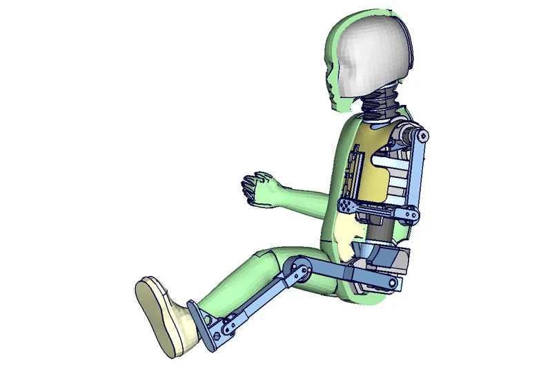 H303 Querschnitt + Skelett